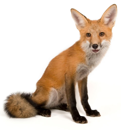 fox.jpg