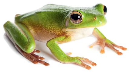 frog.jpg