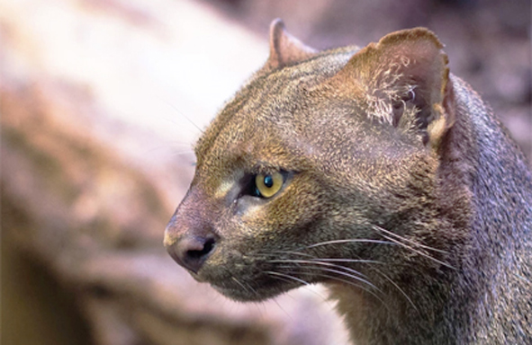 jaguarundi.jpg