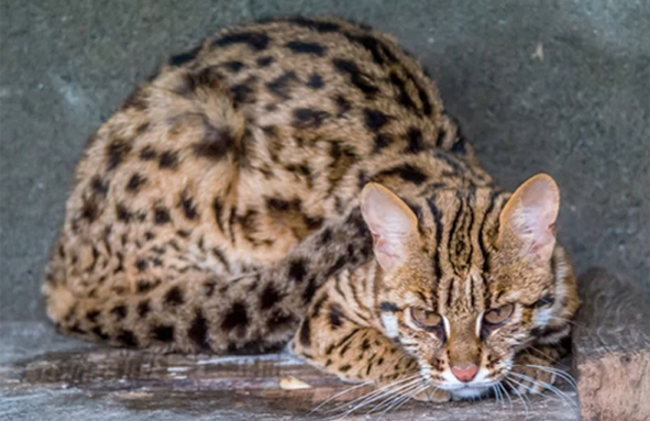 leopard_cat.jpg