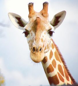 Giraffe_1.jpg