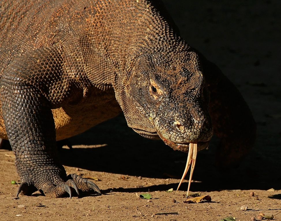 Komodo_dragon.jpg