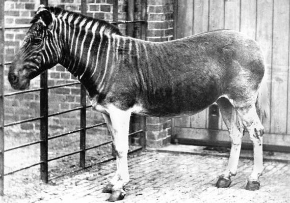 Quagga_photo.jpg