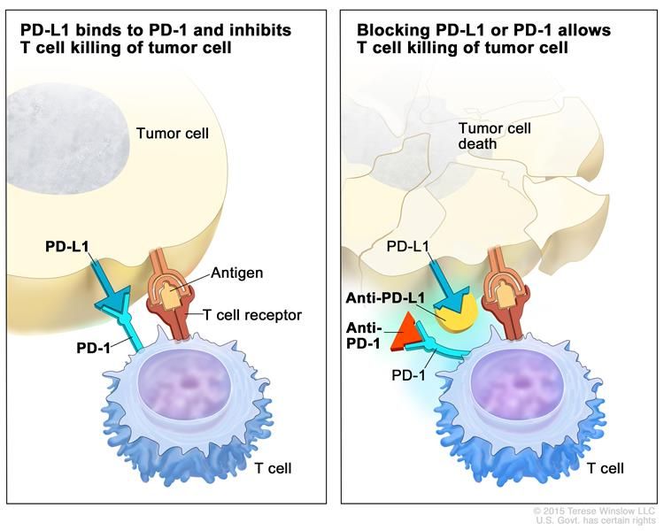 T-cells.jpg