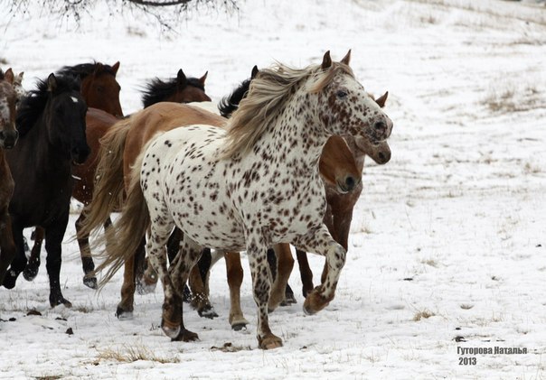 altai_horse_3.jpeg