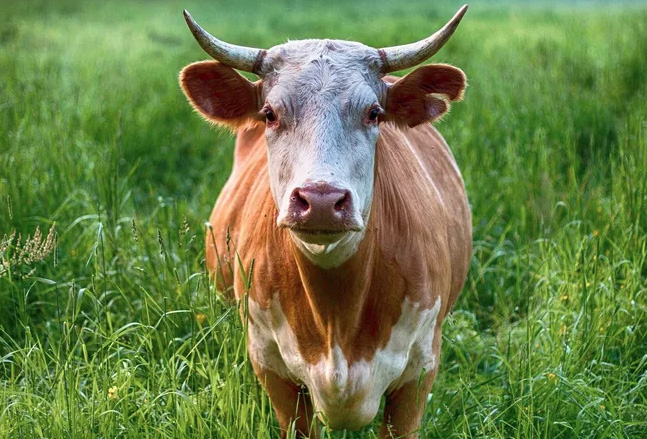 cow1.jpg