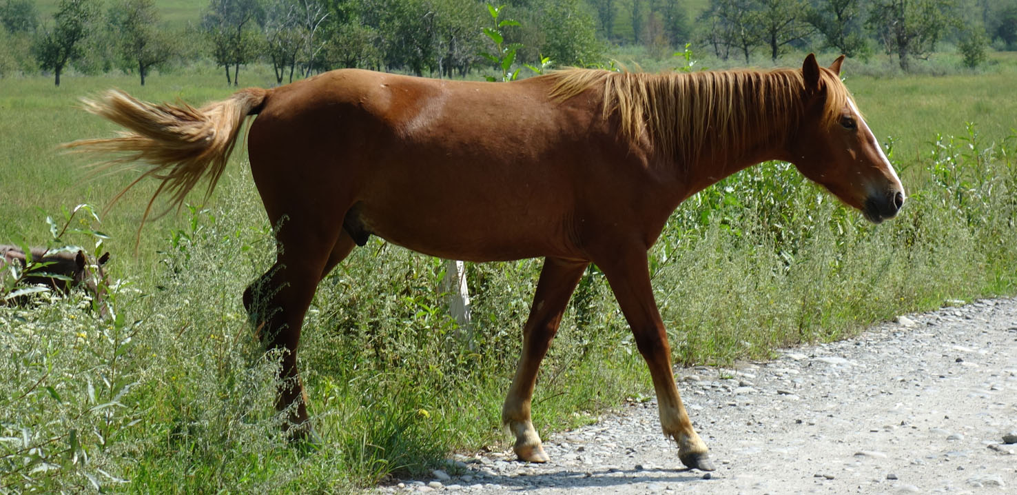 horse3.jpg