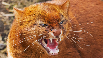 jaguarundi.jpg