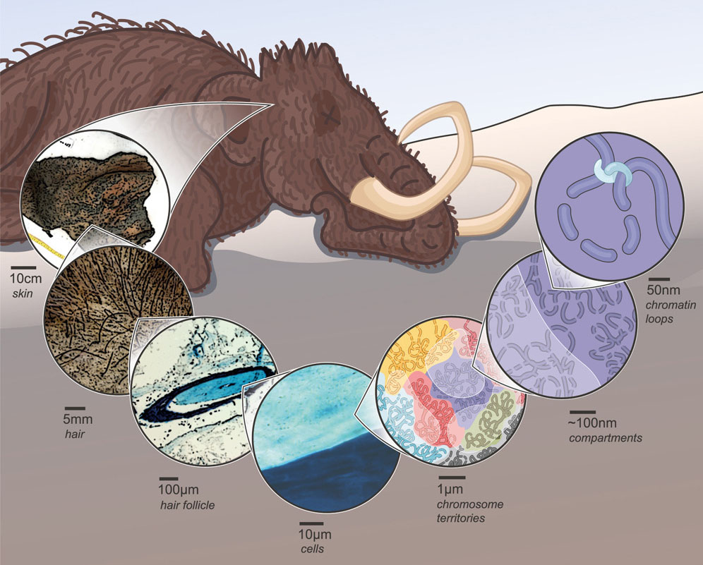 mammoth_cell.jpg