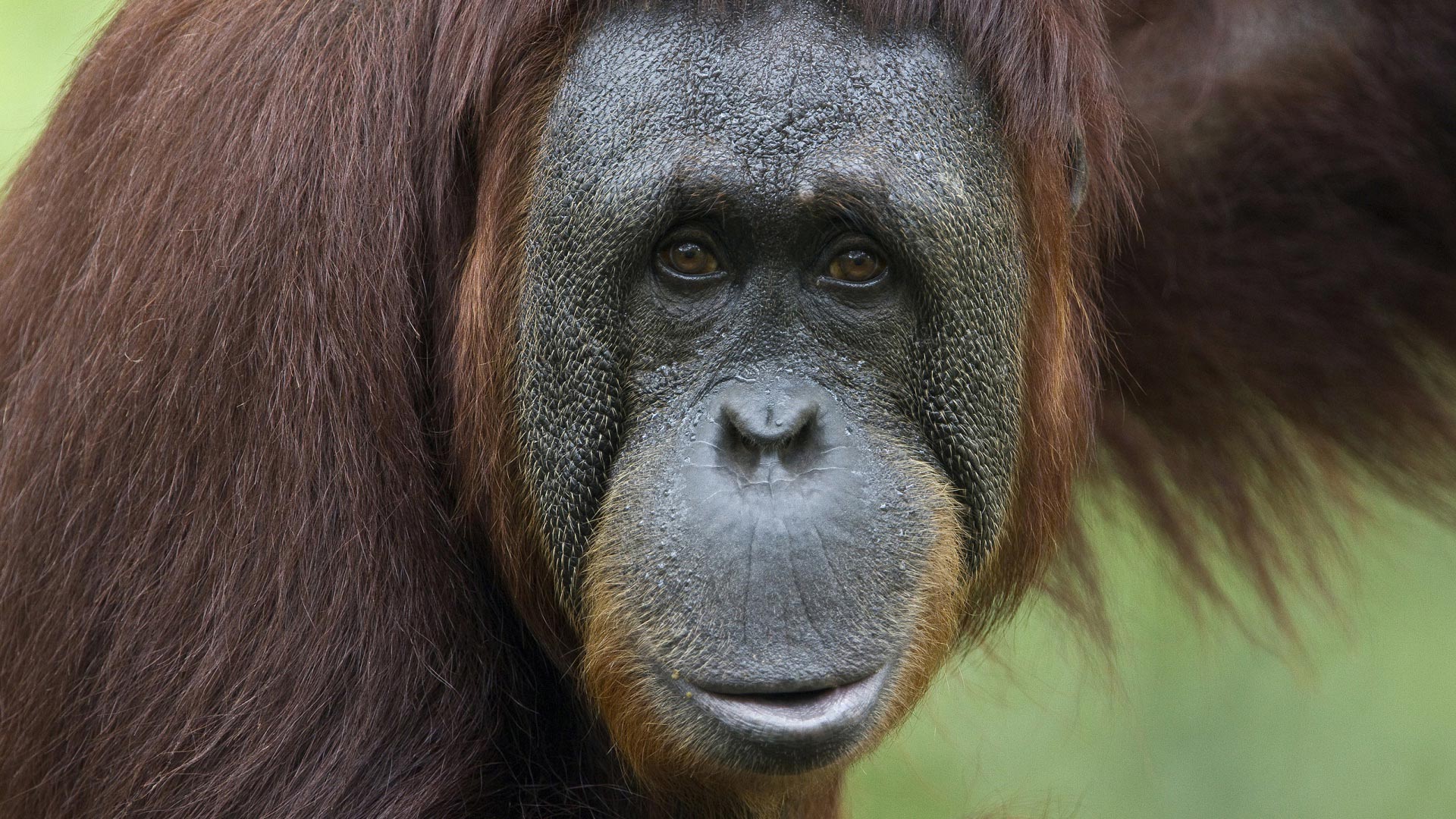 zoo_2016_orangutan.jpg