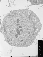 9. Metaphase