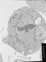 22. Metaphase