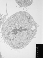 29. Metaphase