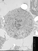 Prometaphase, group 3