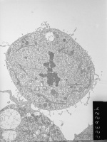 34. Metaphase