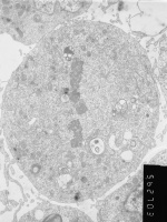 40. Metaphase