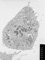 Prometaphase, group 4